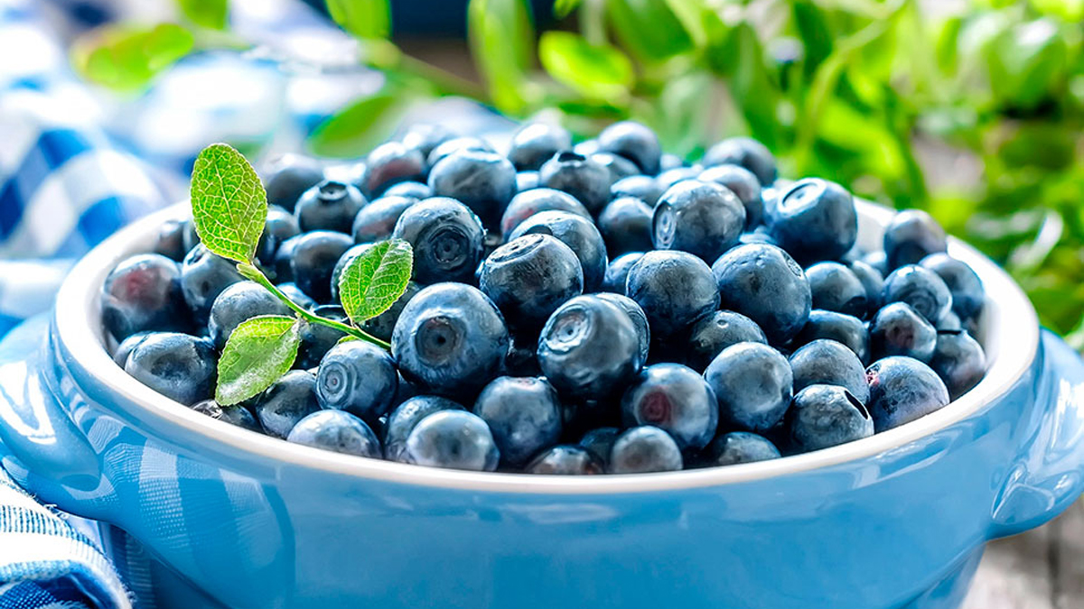 Descarta EE.UU. que importación de arándanos mexicanos dañe industria local