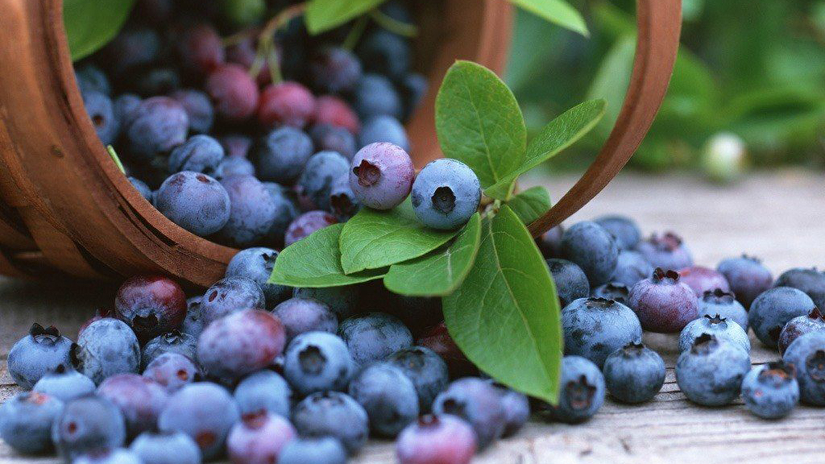 Descarta EE.UU. que importación de arándanos mexicanos dañe industria local - arandanos-azules