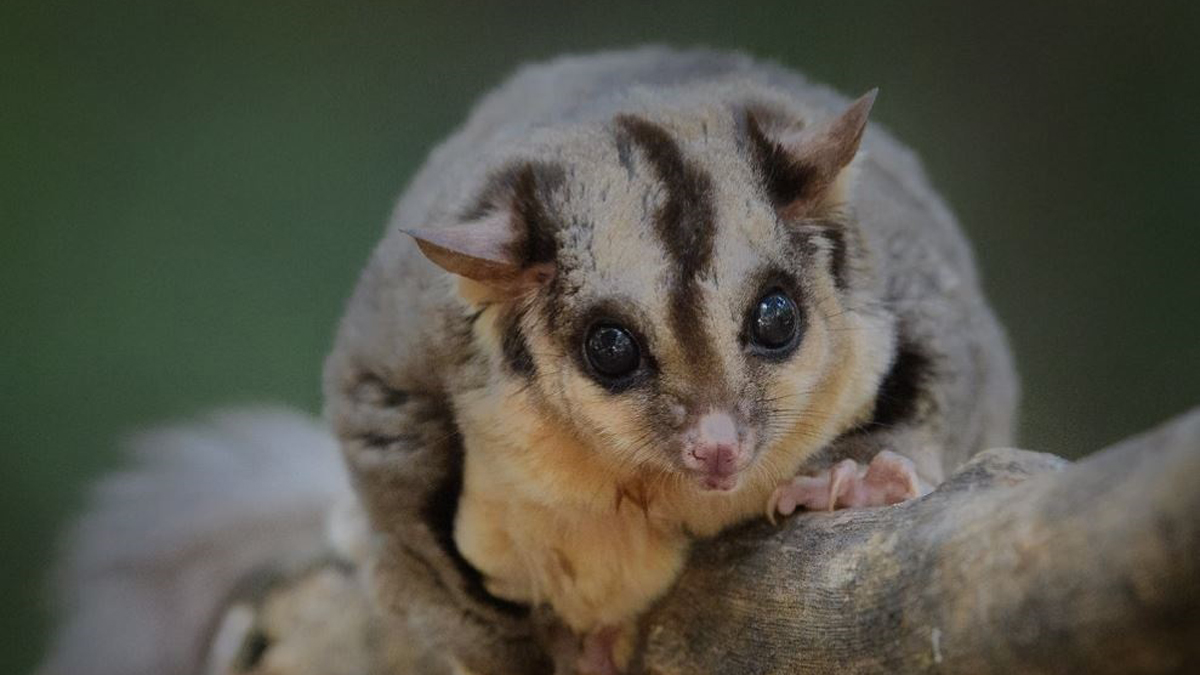 La actividad humana fuerza a los animales a alejarse de su hábitat para sobrevivir - ardilla