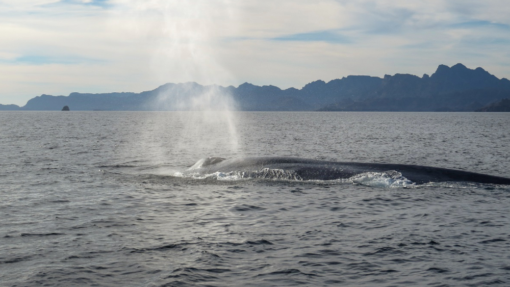 Ballena azul llega al Parque Nacional Bahía de Loreto, en Baja California Sur