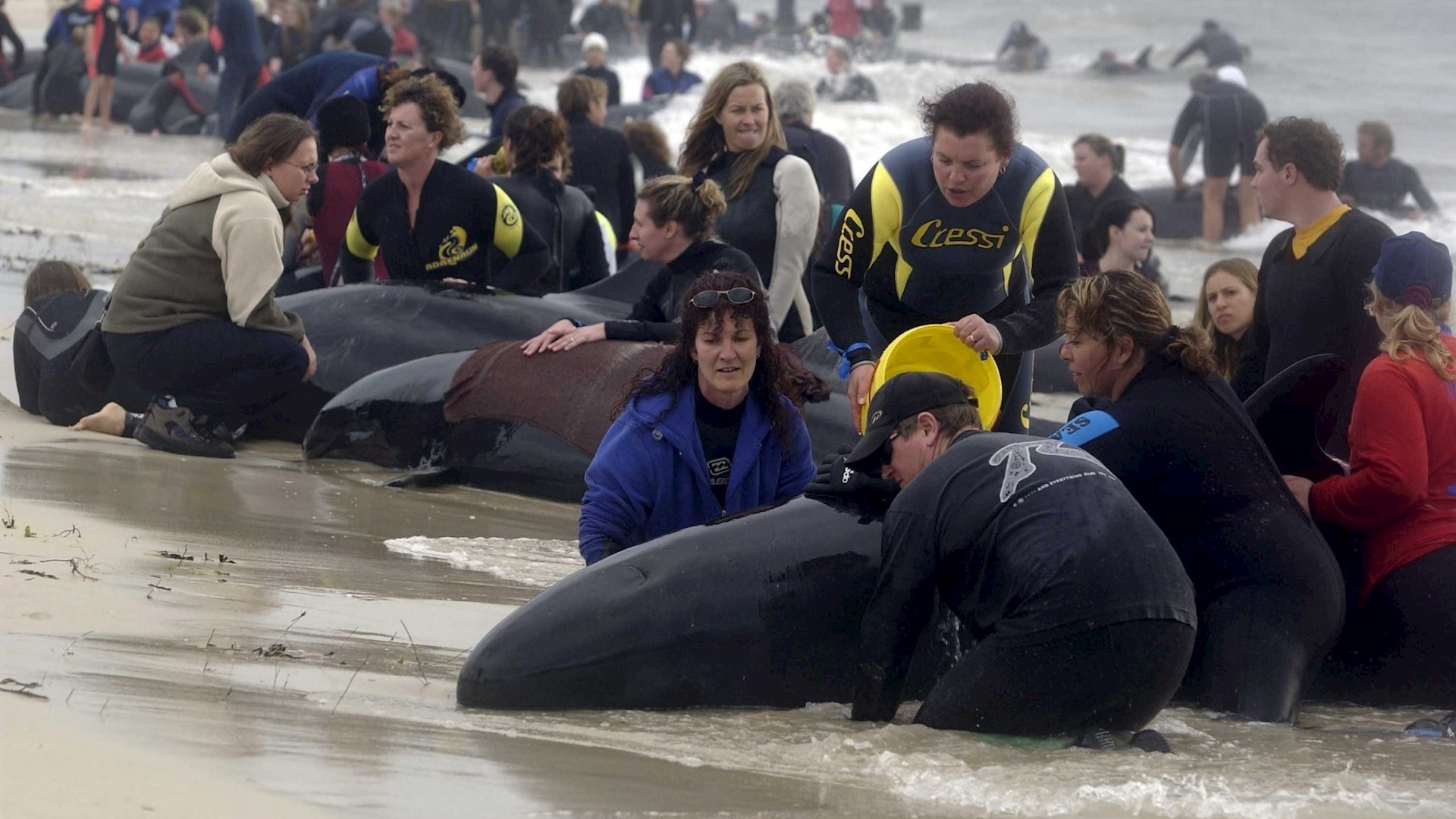 Decenas de ballenas quedan varadas por segunda vez en Nueva Zelanda