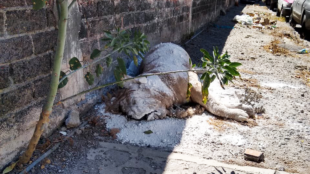 Tiran cadáver de león africano en vía pública de Iztapalapa