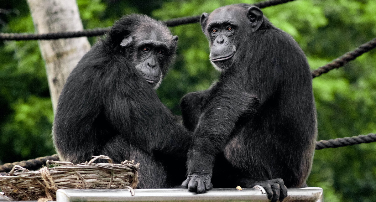 Los chimpancés se unen como los humanos ante amenazas de otros grupos, revela estudio