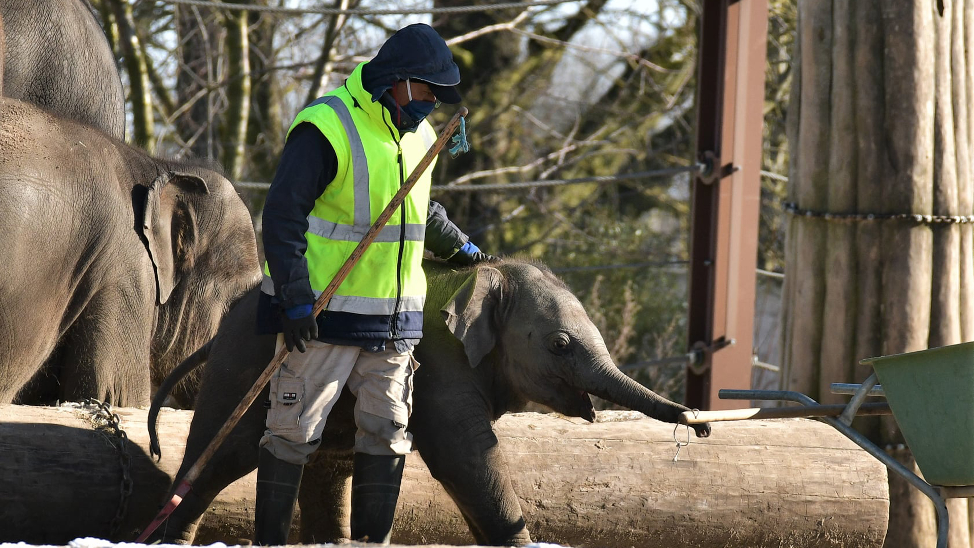 Los zoológicos, víctimas colaterales de la pandemia
