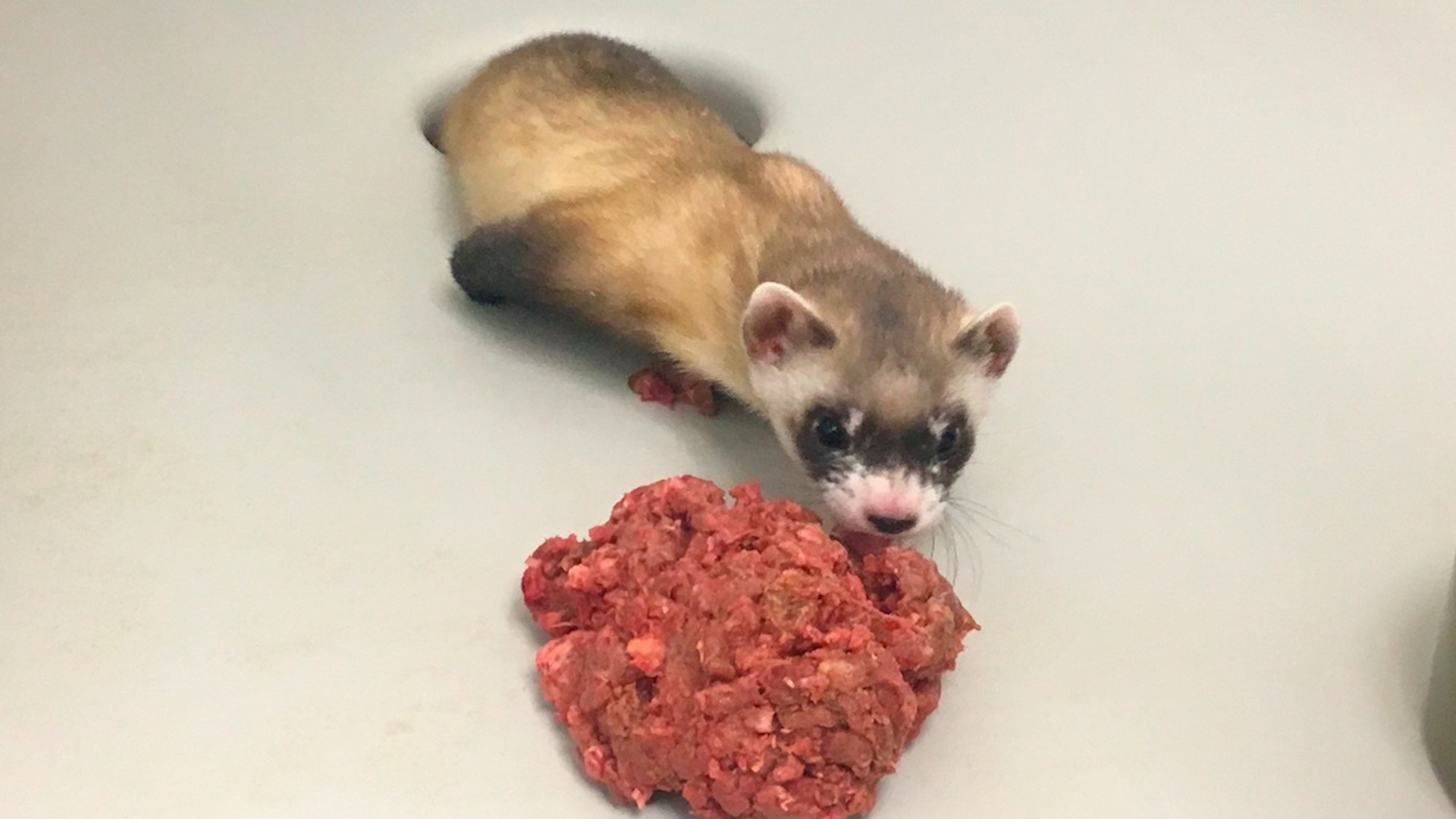 Clonan hurón de patas negras, especie en peligro de extinción