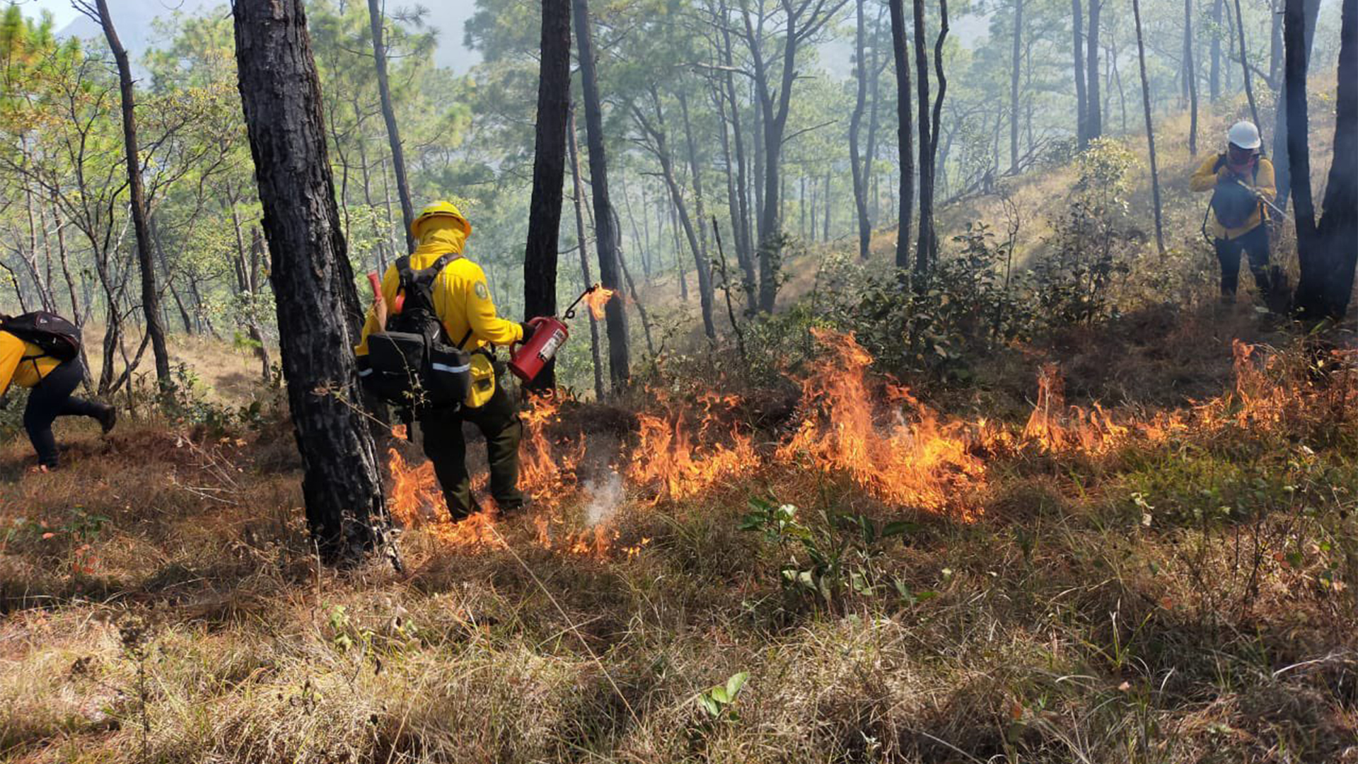 Pronostican temporada “crítica” de incendios forestales en México