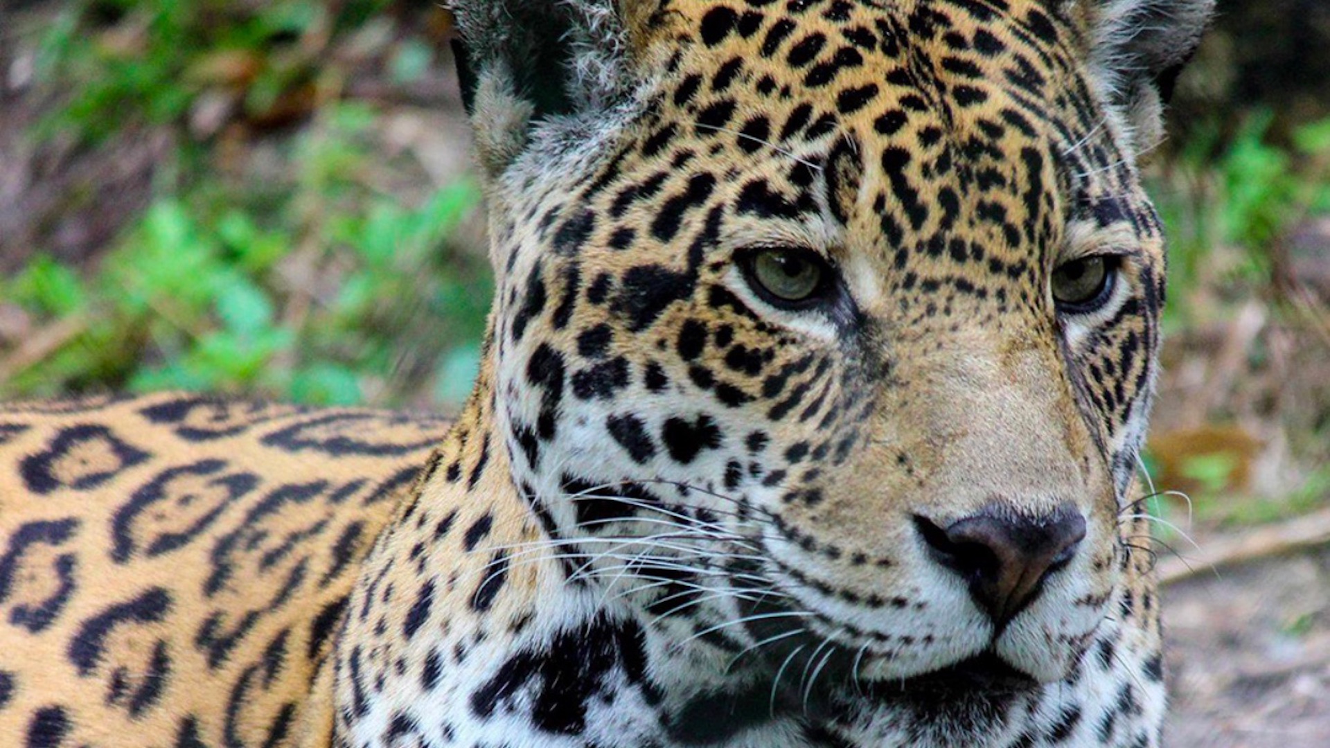 Jaguar mata a otro tras “terrible error” en zoológico de Florida
