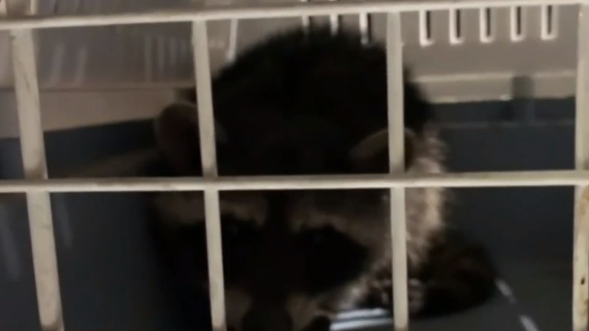 Capturan en CDMX a mapache que merodeaba en las calles