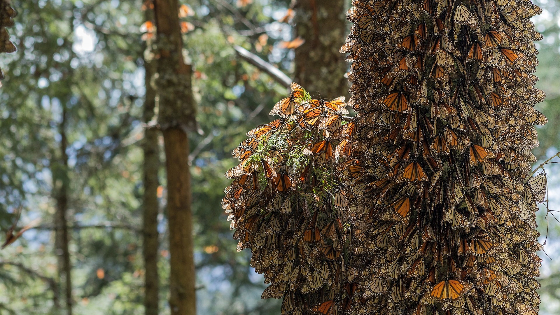 Presencia de mariposa monarca cayó 26 por ciento en bosques mexicanos en un año