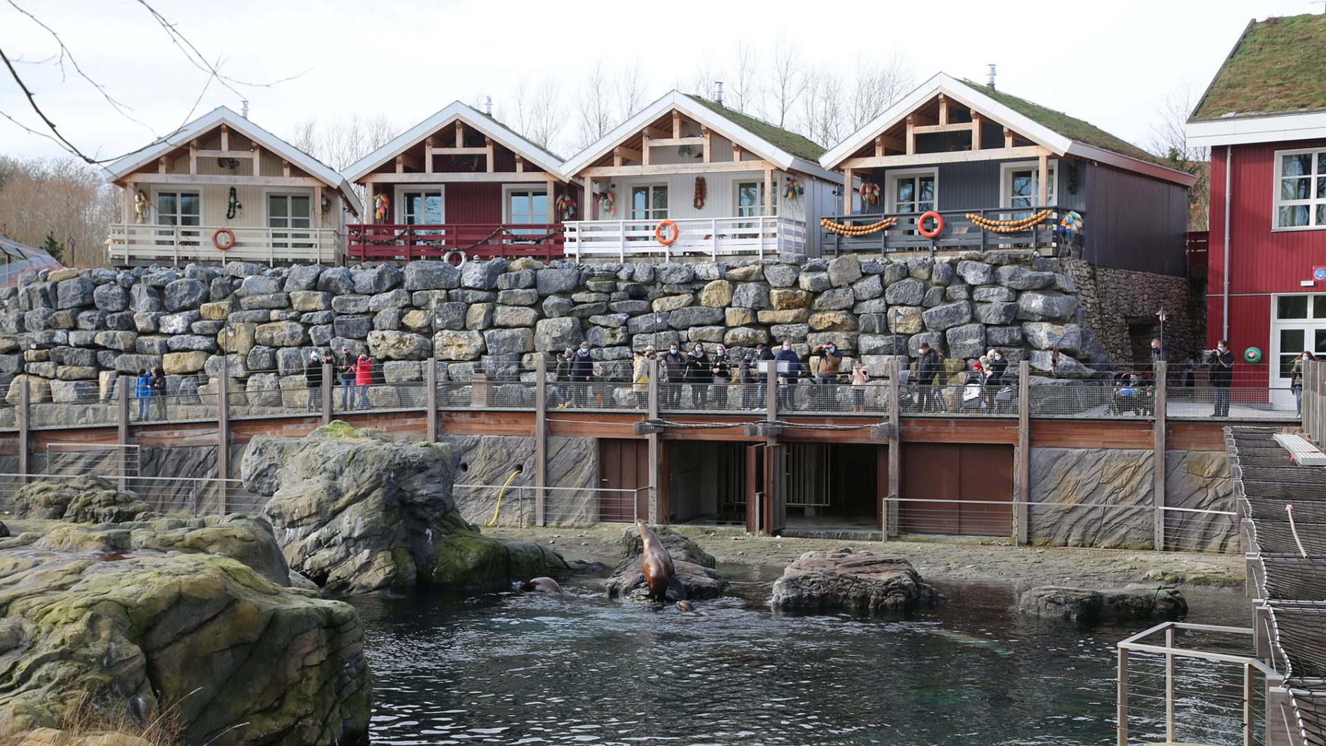 Los zoológicos, víctimas colaterales de la pandemia - morsas