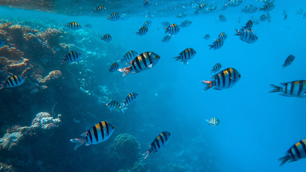 Calentamiento temporal de más de 2 grados podría causar daños irreversibles en el mundo: estudio - oceano-peces-fauna-marina