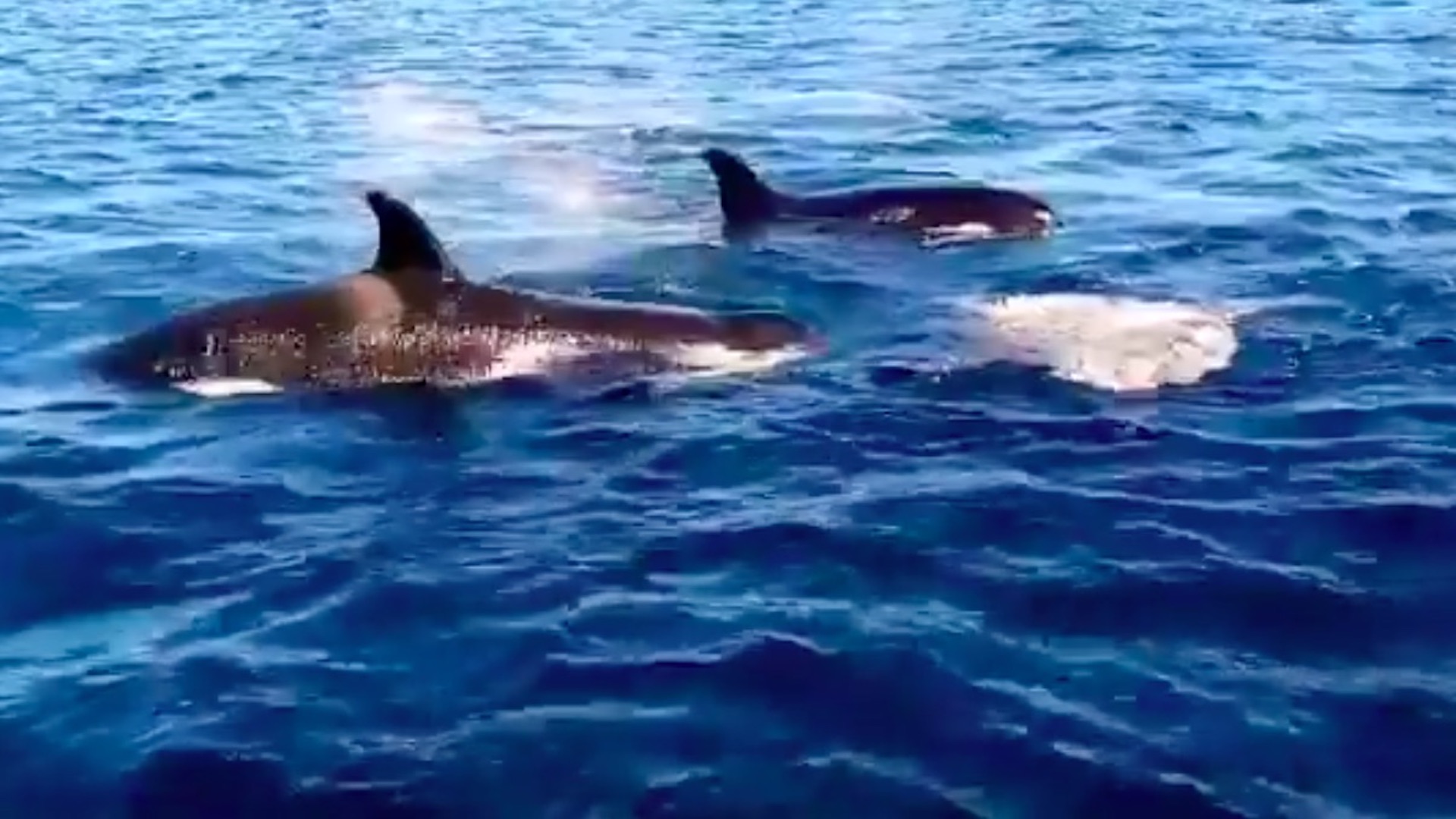 #Video Orcas atacan a pez luna en costa de Mazunte