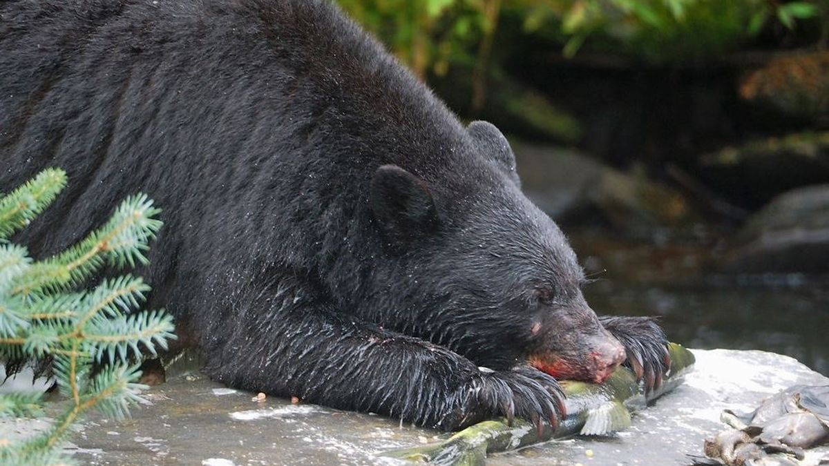 La actividad humana fuerza a los animales a alejarse de su hábitat para sobrevivir