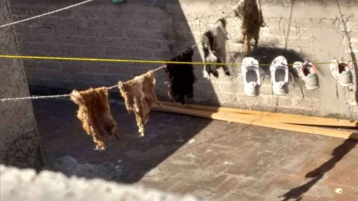 Denuncian presuntos sacrificios animales en Neza; familia tendía pieles al Sol