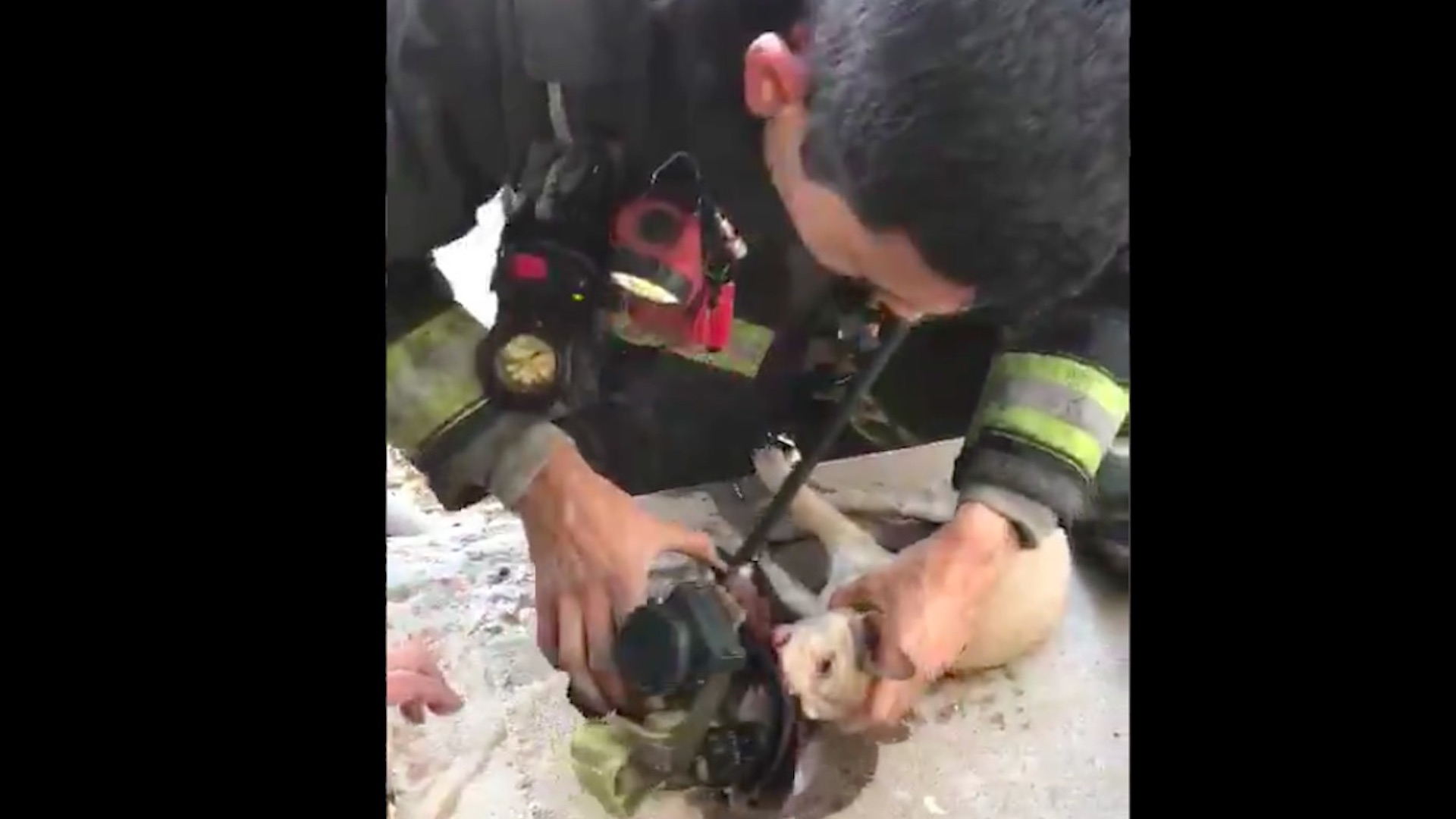 #Video Bomberos reaniman a perro atrapado en incendio en Culiacán