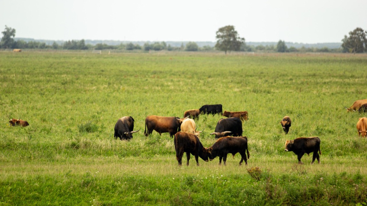 El milagro taurino en Puebla