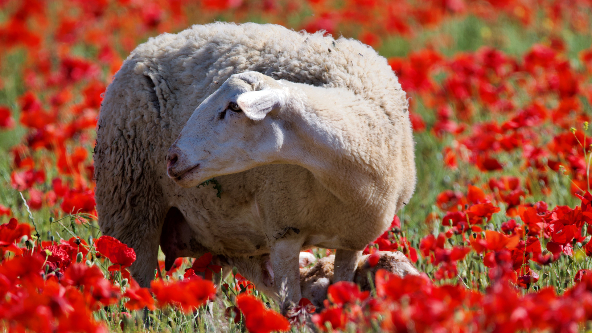 Prisa y endogamia, detrás de los problemas genéticos de muchas razas animales