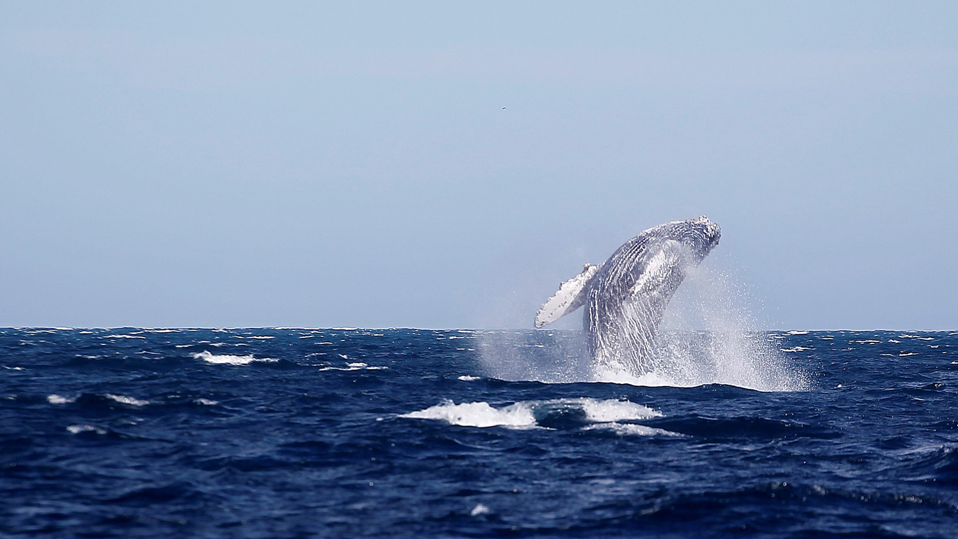 Baja California Sur vive ‘año catastrófico’ para el avistamiento de ballenas