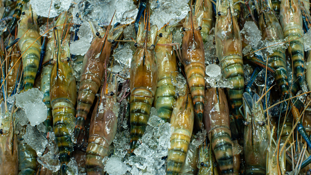 Alerta Gobierno Federal por posible embargo de EE.UU. contra camarón mexicano