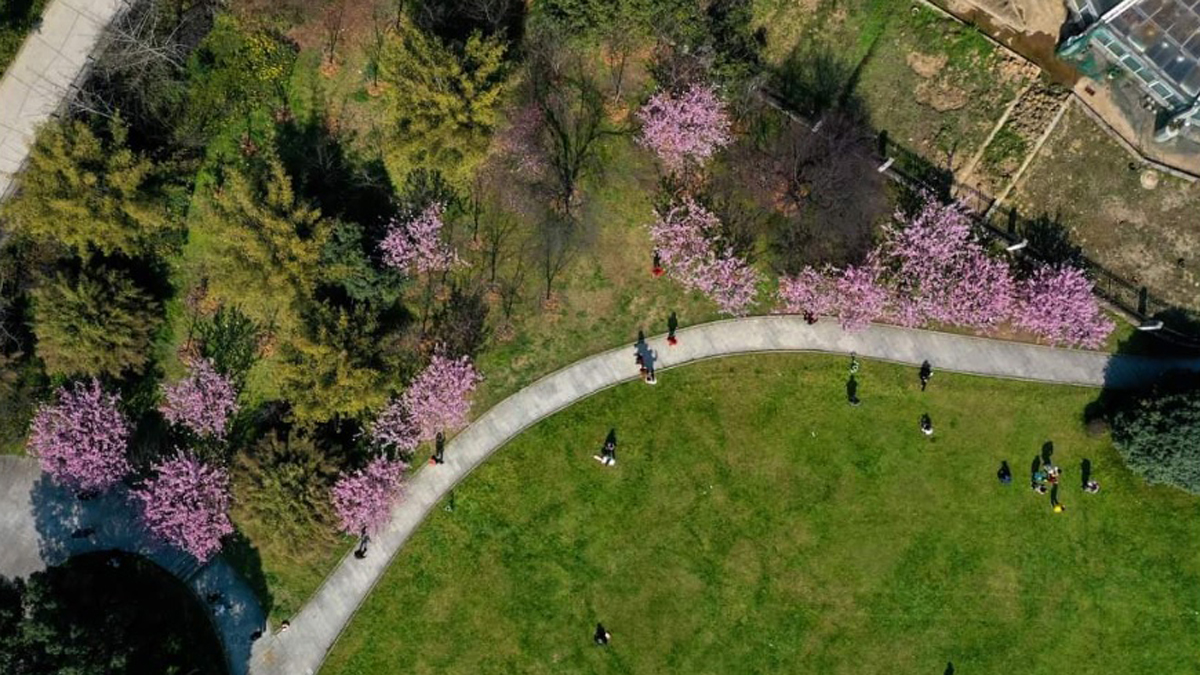Un año después, Wuhan recupera su festival de los cerezos en flor - cerezos-en-el-parque-de-la-universidad-de-wuhan