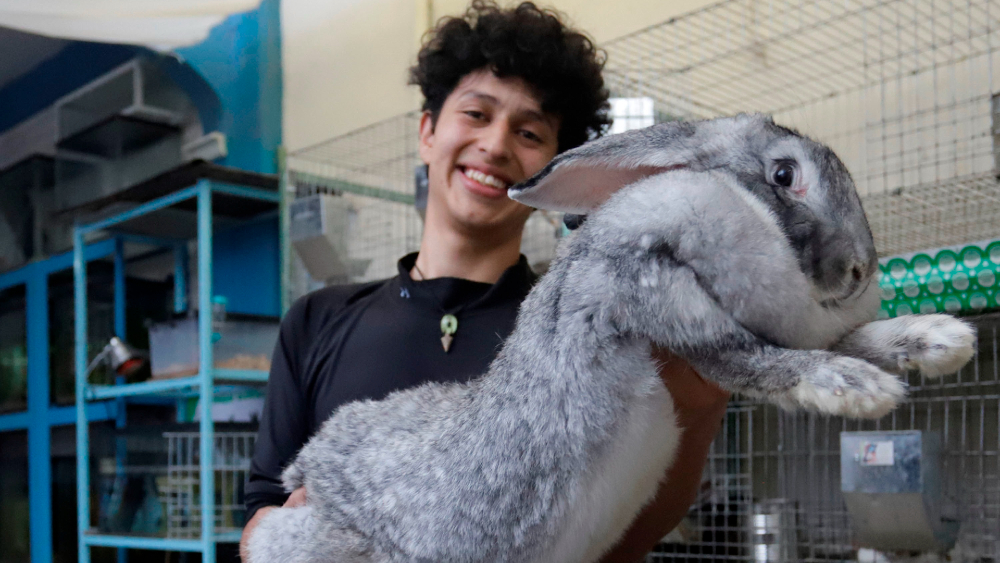 Un estudiante mexicano cría los conejos más grandes del mundo en Puebla