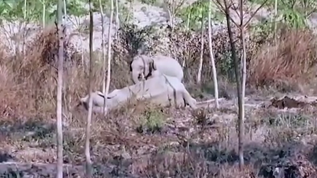 #Video Cría de elefante protege a su madre herida en Tailandia #Video Cría de elefante protege a su madre herida en Tailandia