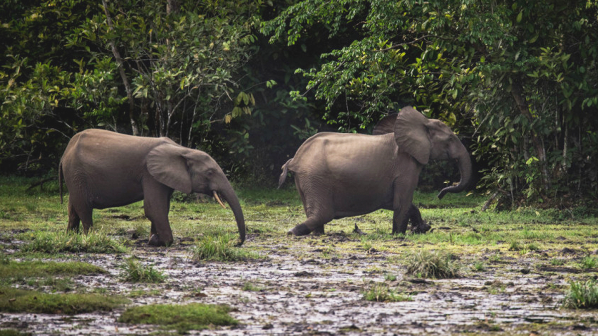 Dos especies de elefantes africanos entran a lista de animales en peligro de extinción - elefantes-africanos-de-bosque