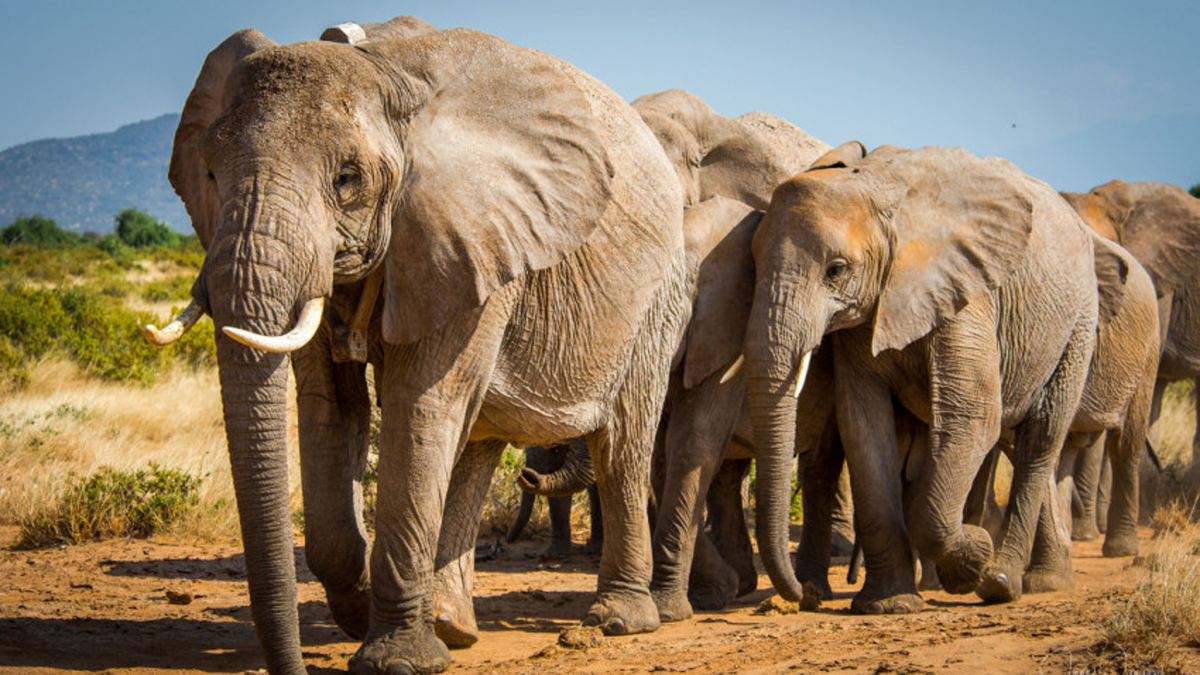 Dos especies de elefantes africanos entran a lista de animales en peligro de extinción