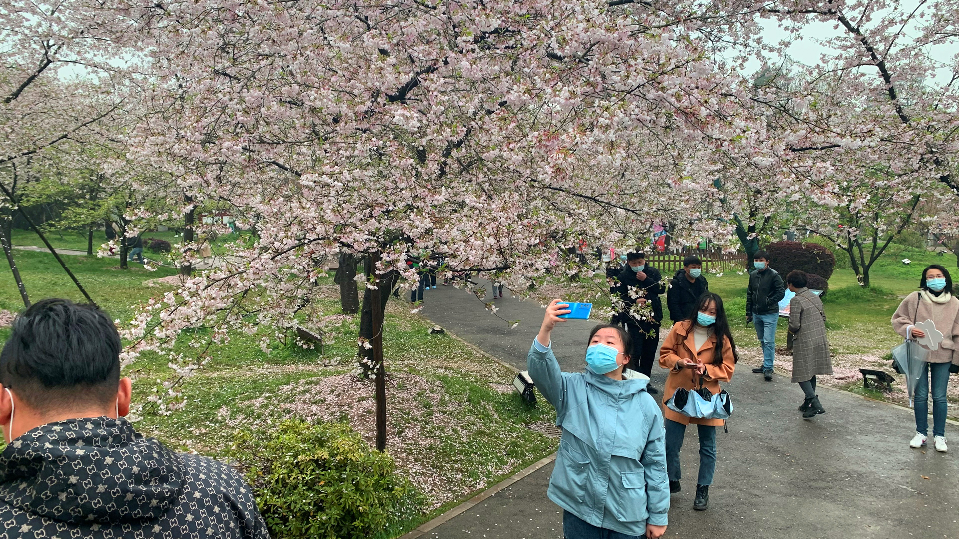 Un año después, Wuhan recupera su festival de los cerezos en flor