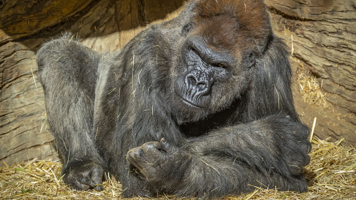 Simios de zoológico en California reciben vacuna contra COVID-19