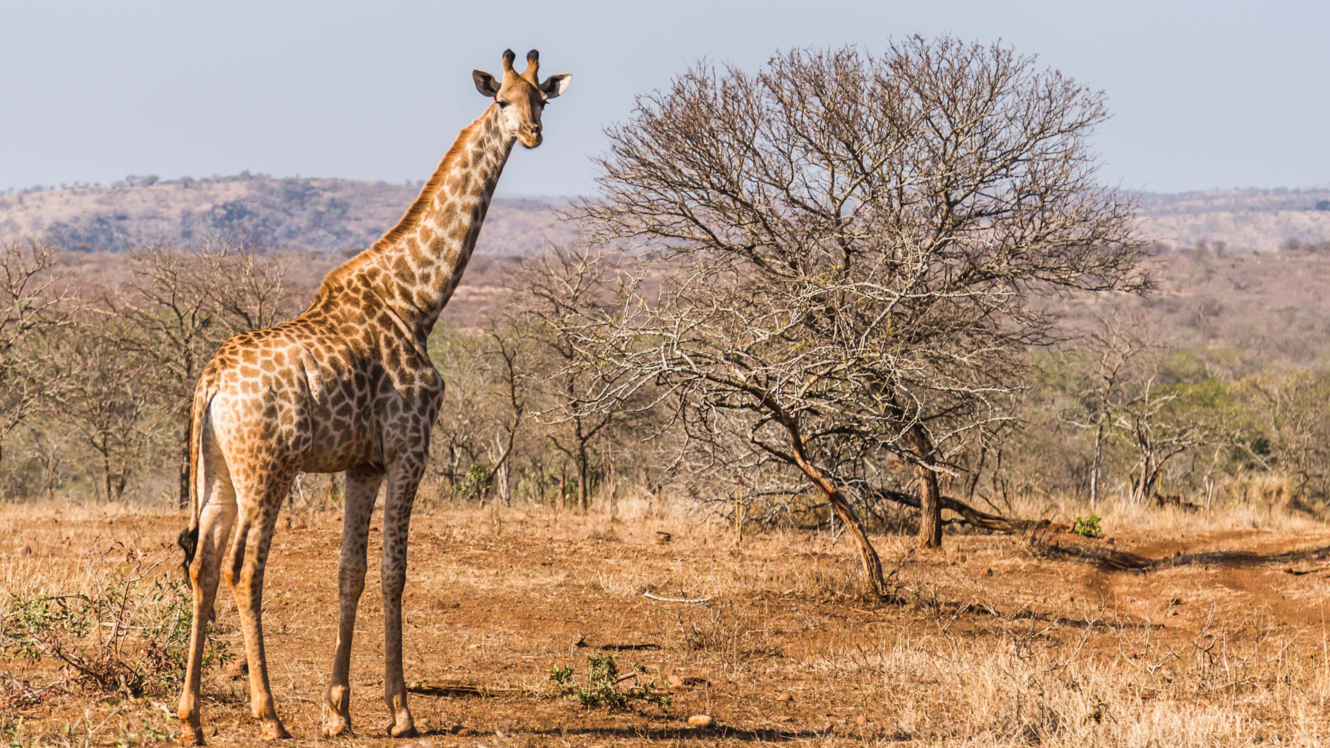 ¿Por qué las jirafas tienen esas características biológicas únicas?