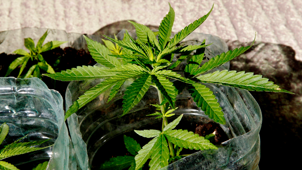 Nueva York legaliza oficialmente la mariguana para uso recreativo Nueva York legaliza oficialmente la mariguana para uso recreativo