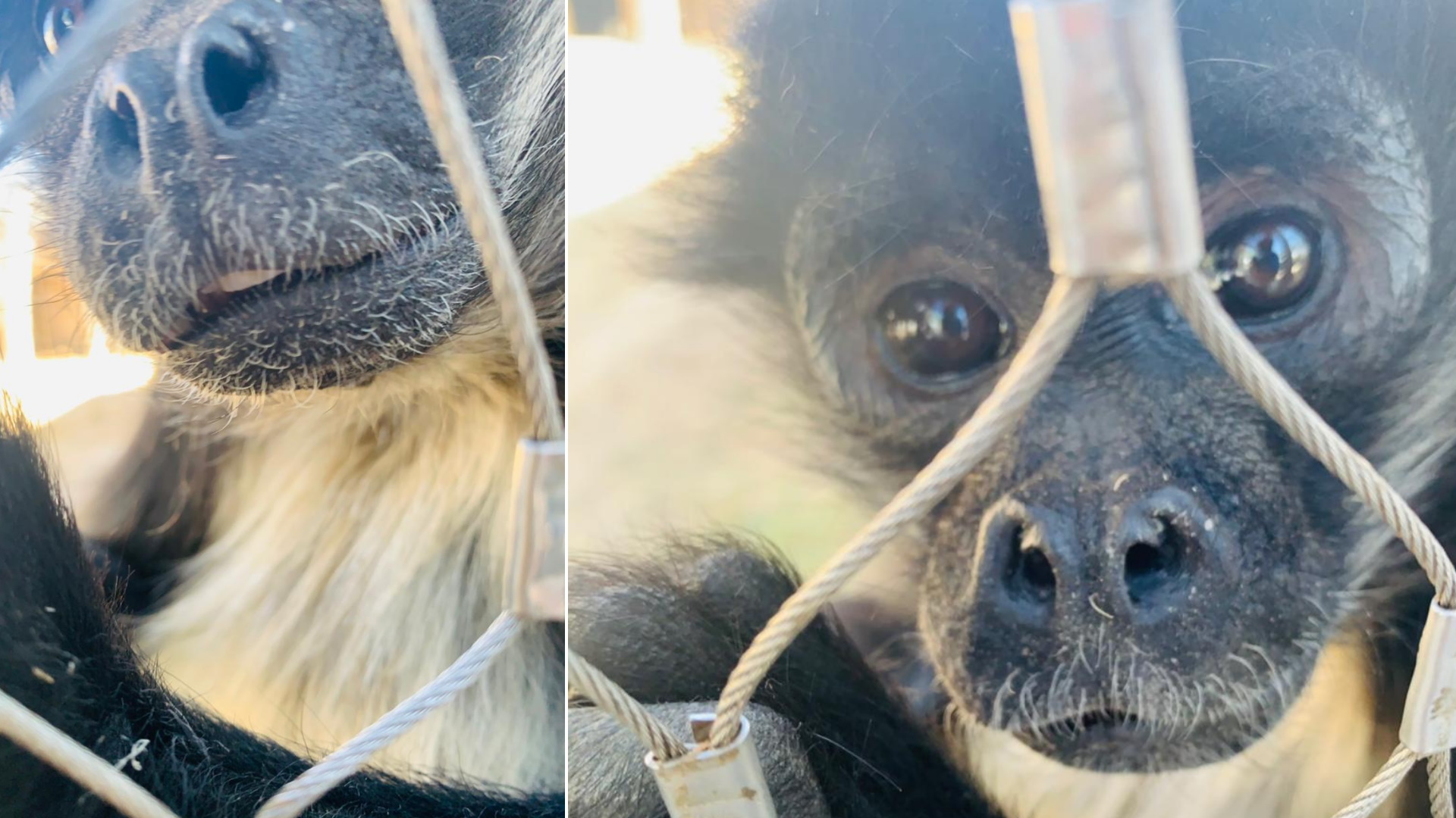 Menor termina detenido en Zapopan por presuntamente agredir a mono araña