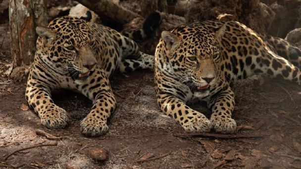 Nicté y Celestún: por encima de todo, un proyecto exitoso