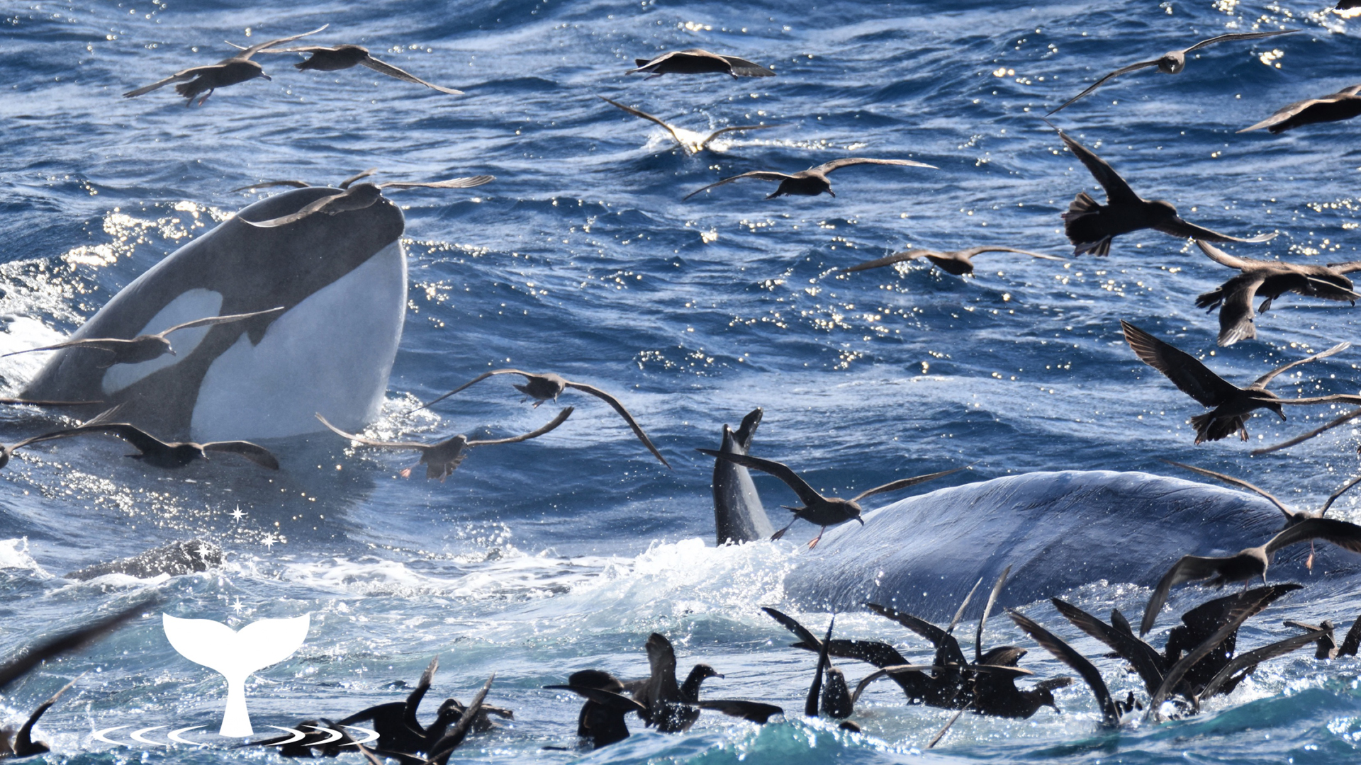 #Video Manada de orcas devora ballena azul; caza duró tres horas - orcas-en-caza-de-ballena-azul