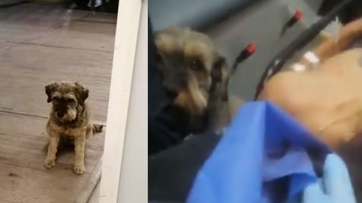 #Video Perro persigue a ambulancia que trasladaba a su dueño a hospital en Iztapalapa