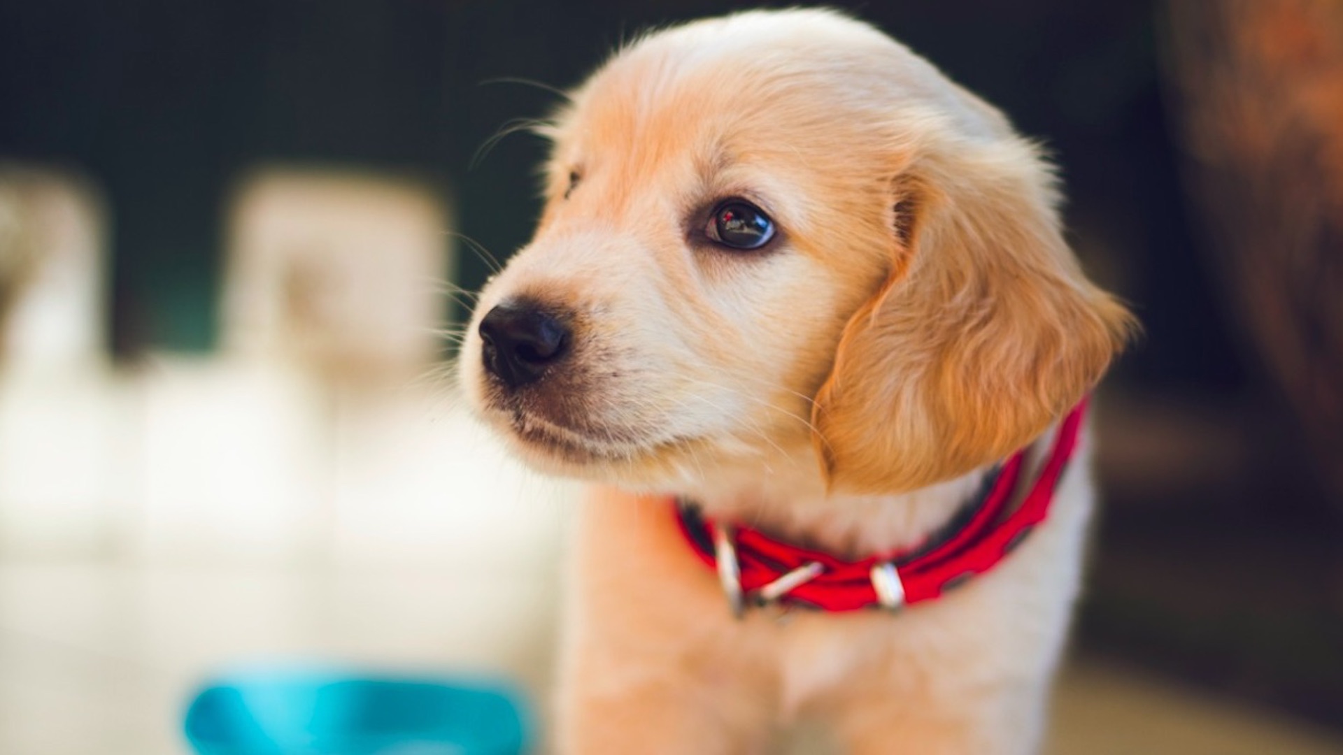 Cinco tips para mantener sana a tu mascota