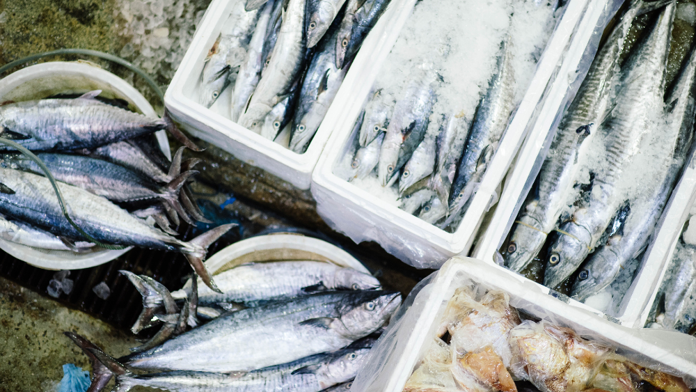 Engaños en la venta de pescado afectan a consumidores en México, alerta ONG