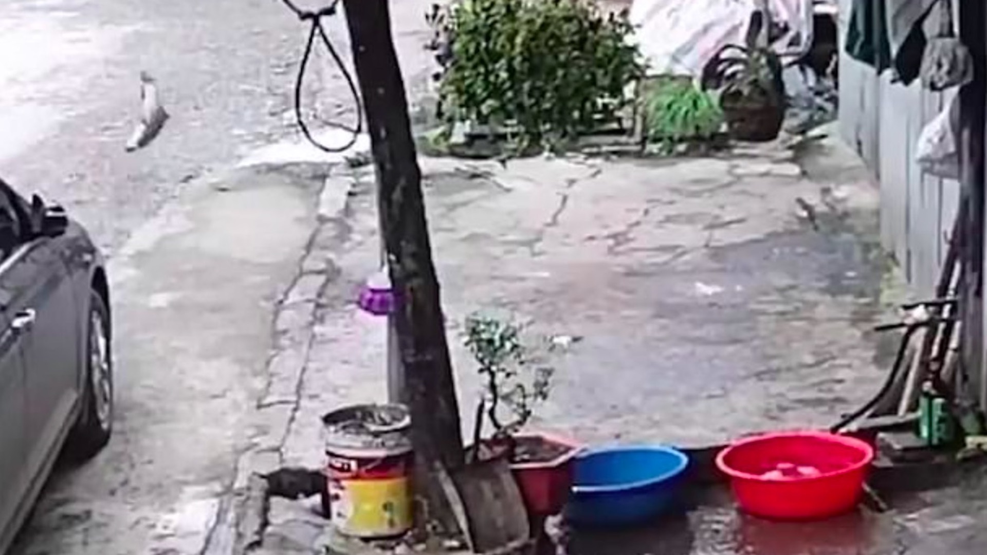 #Viral Pez escapa de una tina con agua hacia el drenaje