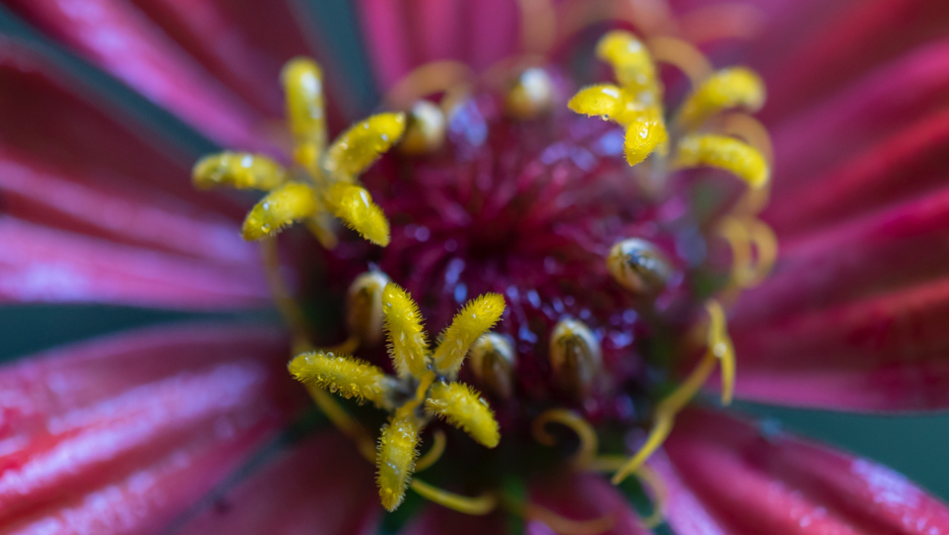 El polen aumenta el riesgo para contraer COVID-19, según estudio alemán