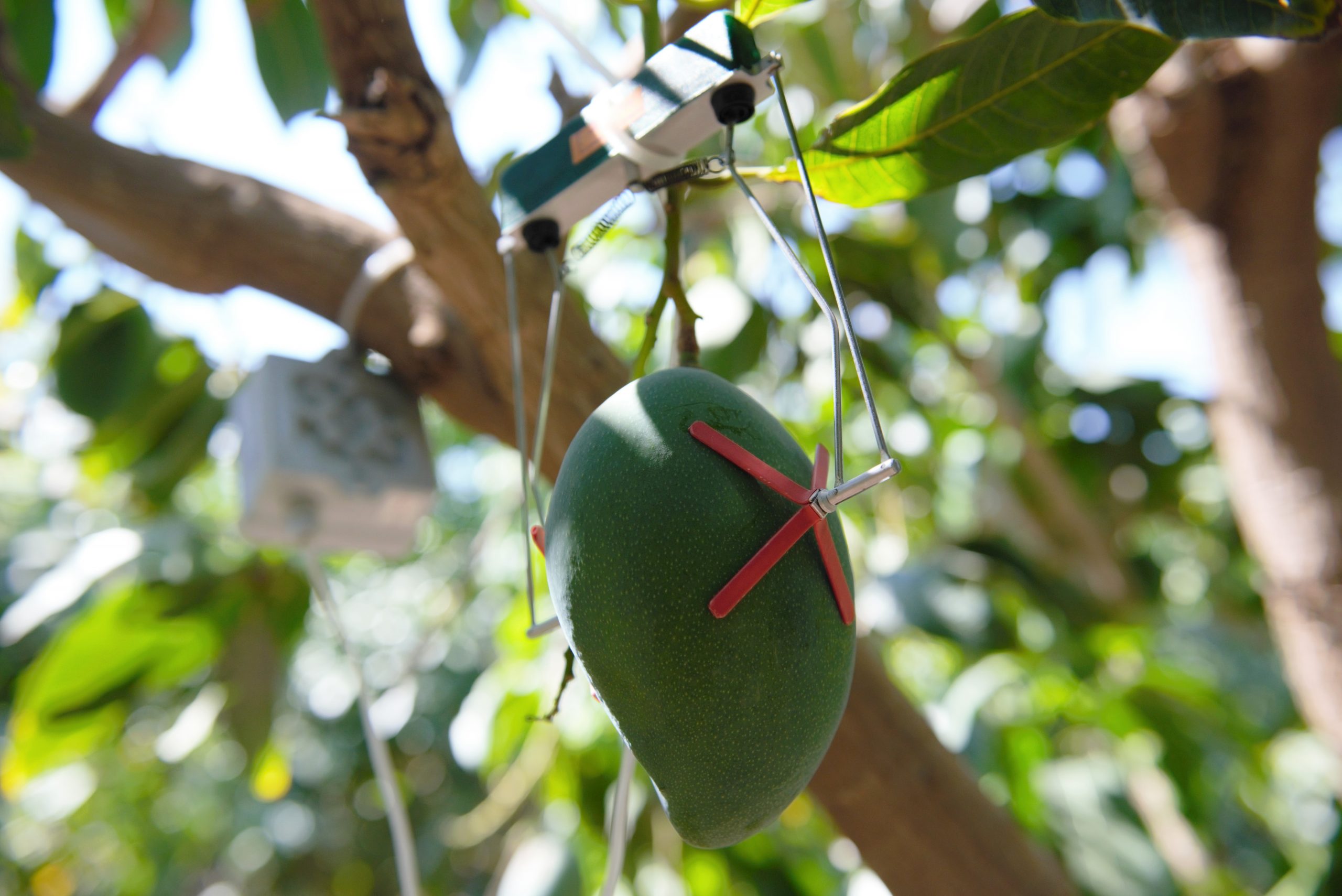 Riego inteligente, una nueva tendencia en el sector agrario en México - supplant-mango-scaled