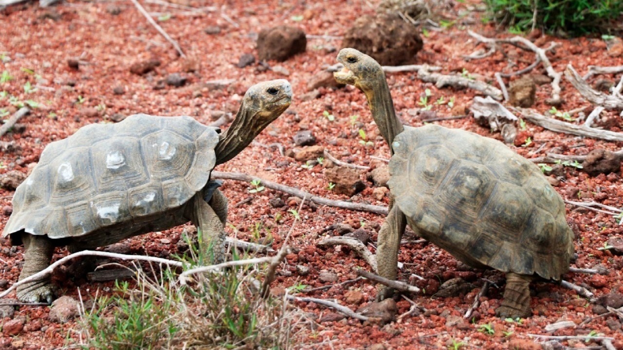 Liberan 191 tortugas gigantes en Galápagos