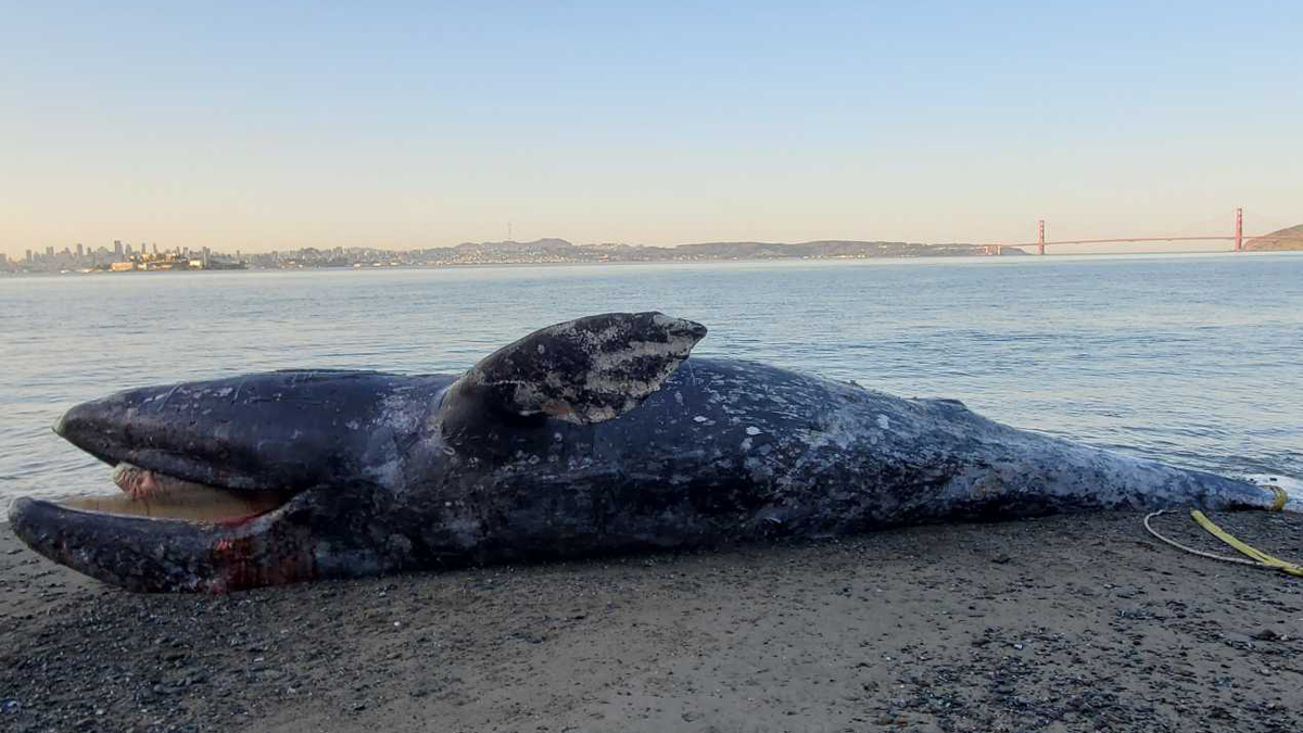 Hallan 4 ballenas grises muertas en Bahía de San Francisco - ballena-gris-muerta-en-bahia-de-san-francisco-california