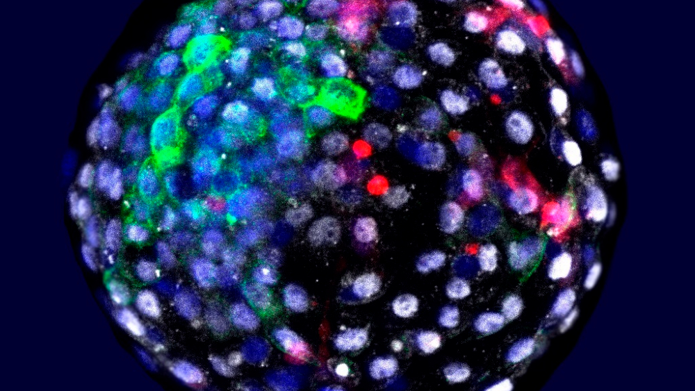 Cultivan “embriones quimera” de monos con células humanas Cultivan “embriones quimera” de monos con células humanas