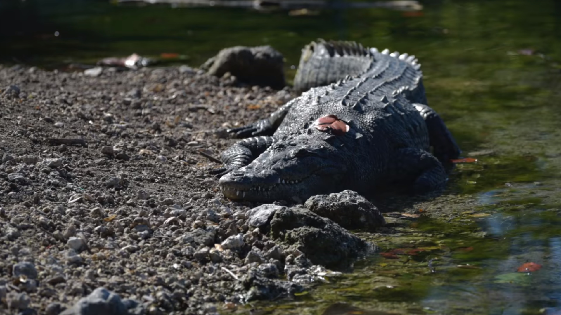 Lanzan en Florida guía de coexistencia entre humanos y el cocodrilo americano