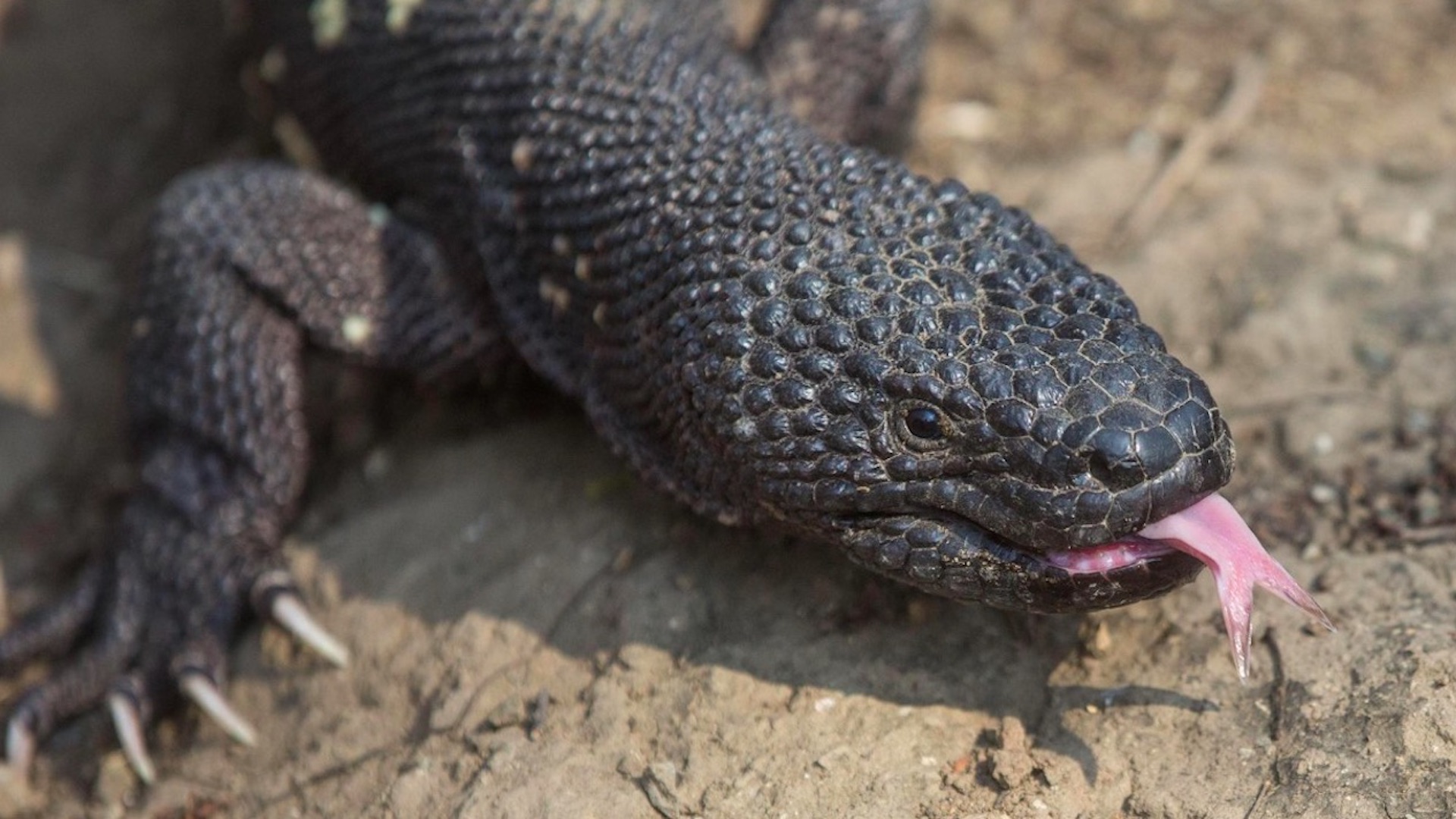 Lagarto ‘venenoso’ se resiste a desaparecer en el bosque de Guatemala