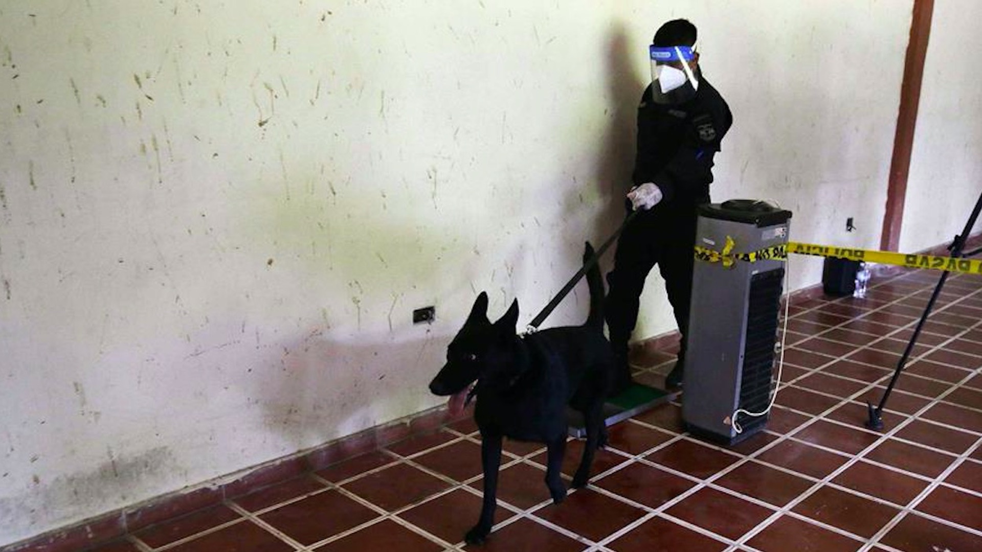 El Salvador utilizará perros para detectar COVID-19