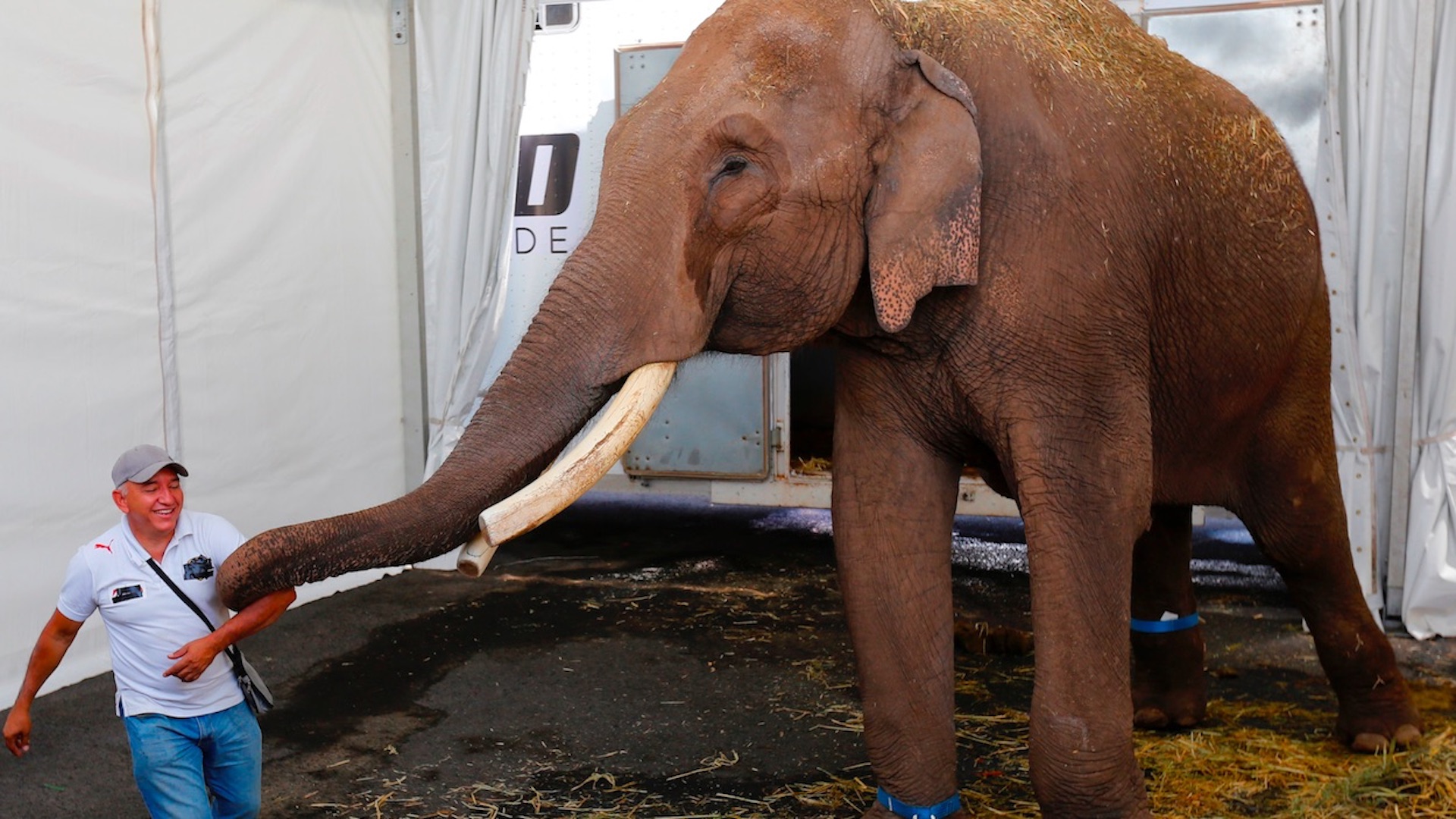 Rescatan a Big Boy, un elefante de 40 años abandonado por un circo en Guadalajara