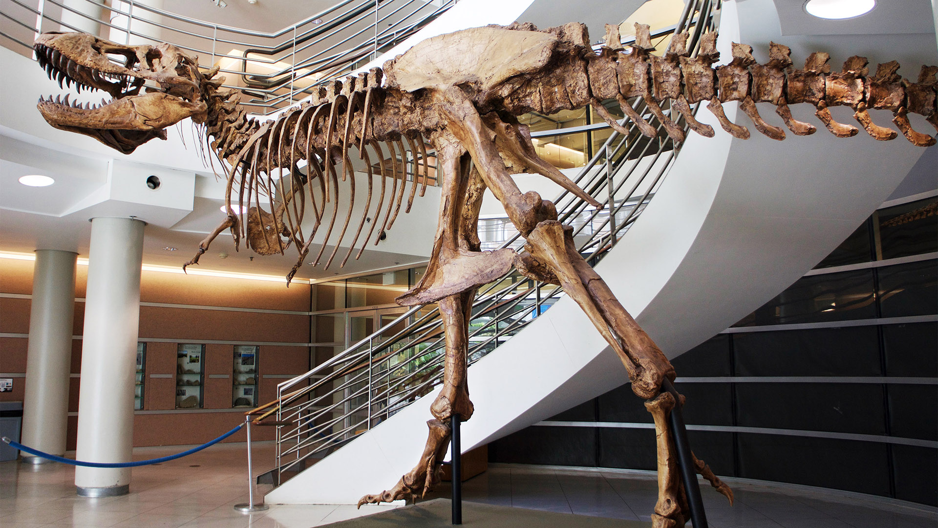 Existieron alrededor de 2 mil 500 millones de Tiranosaurios rex en el mundo - fosil-de-t-rex-en-museo-de-paleontologia-de-la-universidad-de-berkley