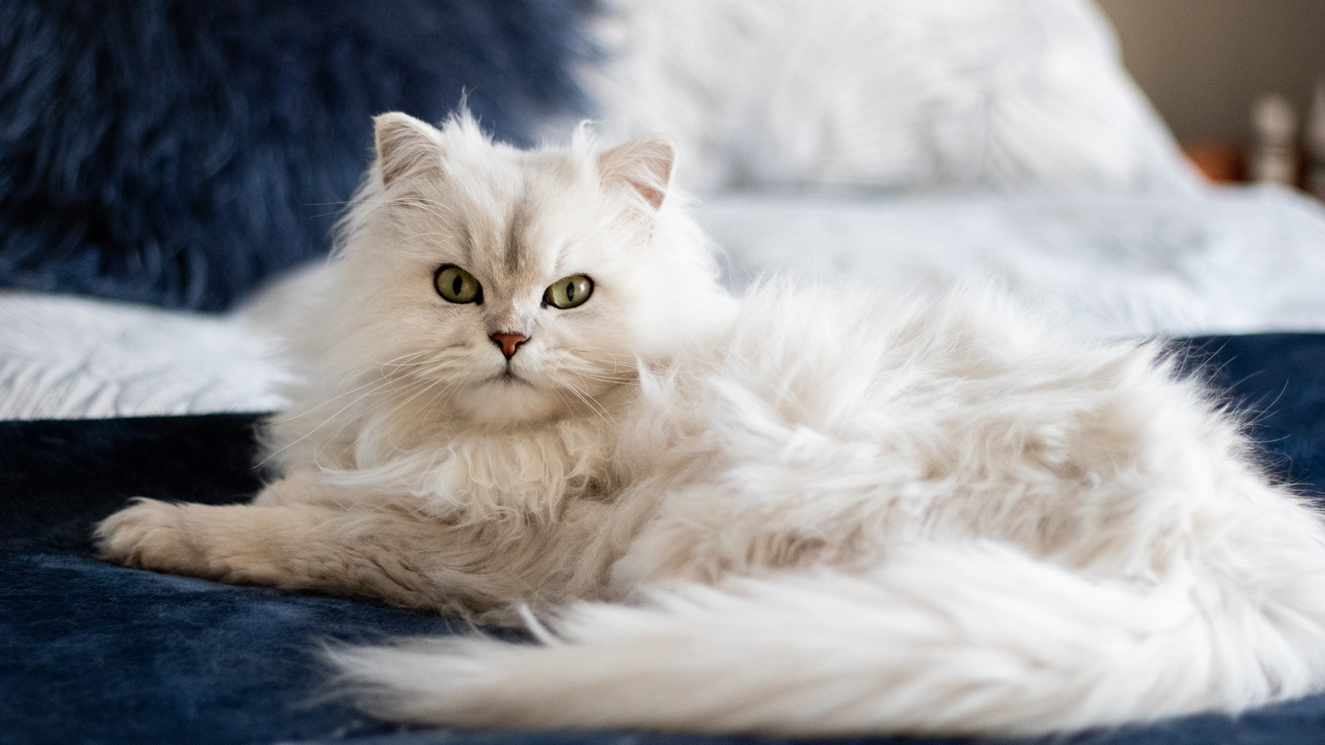 Rusia produce primer lote de 17 mil dosis de vacuna contra COVID-19 para animales